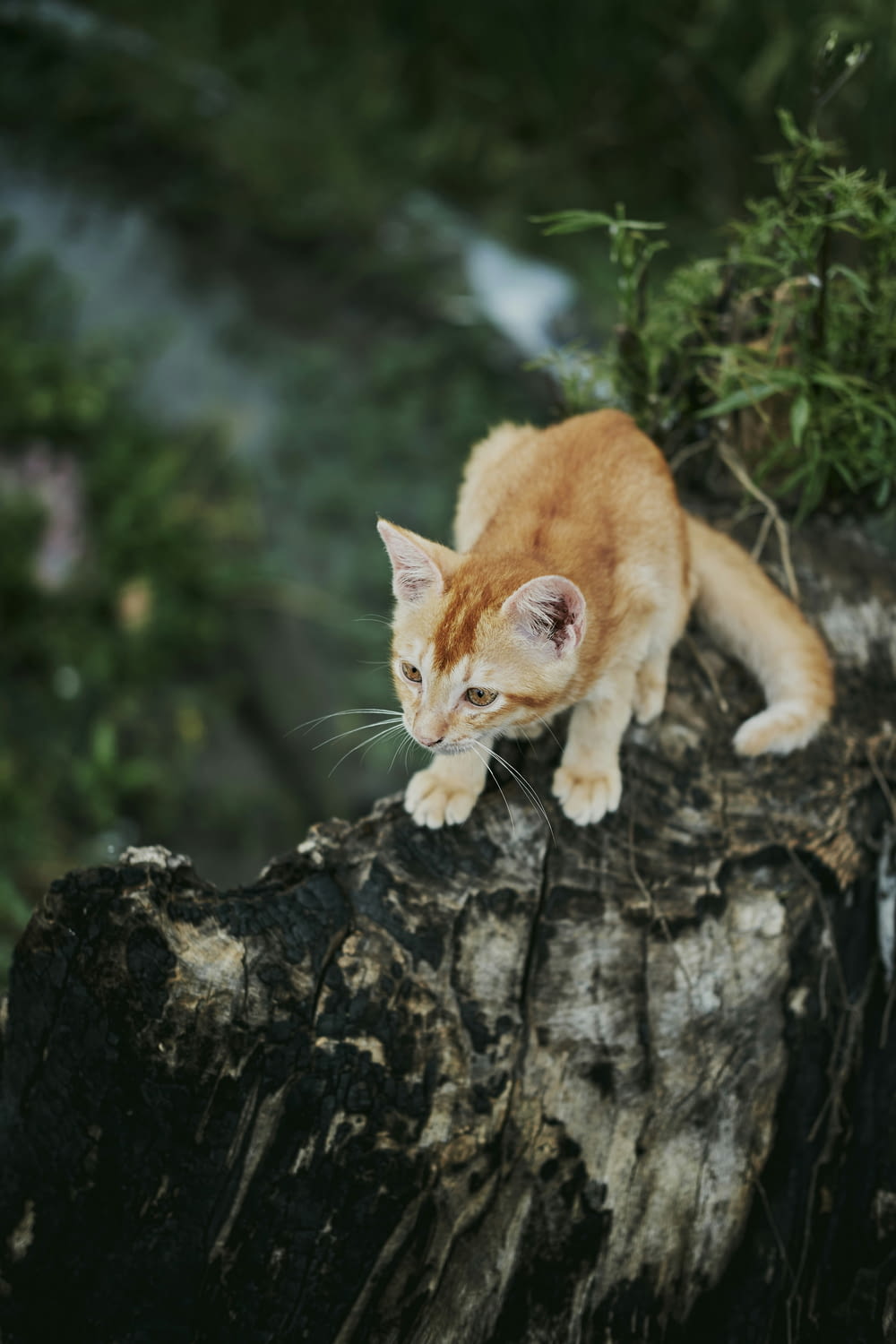 an orange and white cat sitting on top of a tree stump
