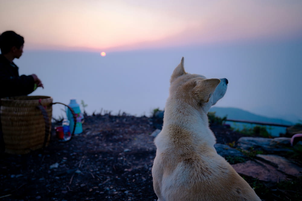 a dog sitting on top of a hill next to a person