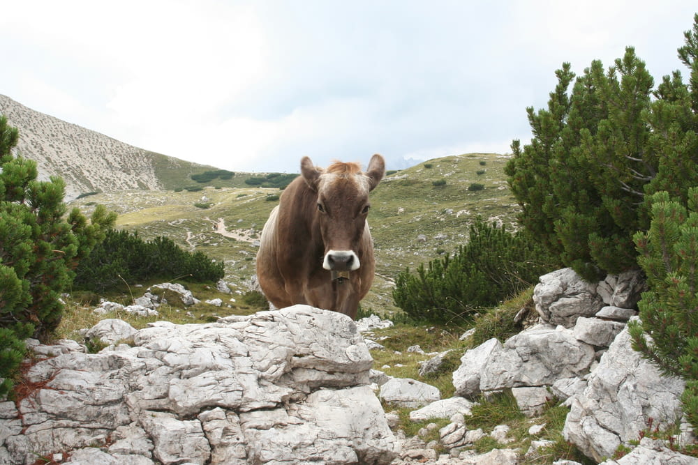 a brown cow standing on top of a rocky hillside