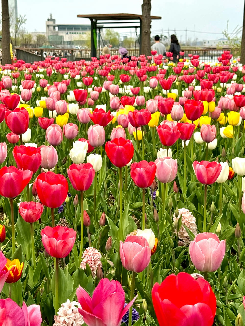 a field of flowers with people in the background