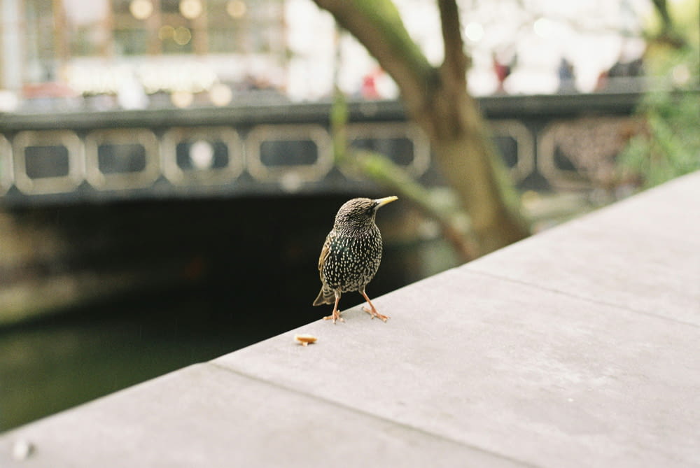 a small bird is standing on a ledge