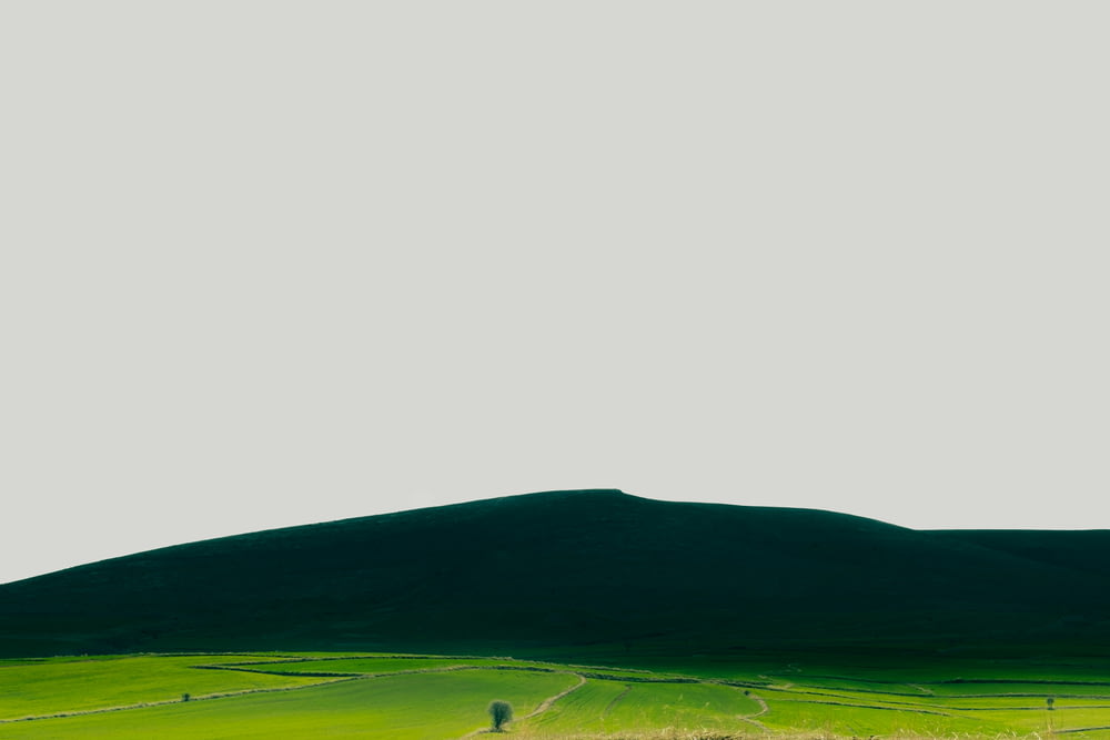 a lone tree in a green field with a mountain in the background
