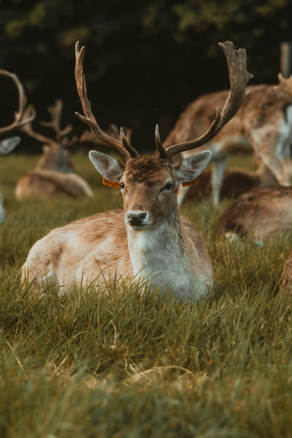 a herd of deer laying on top of a lush green field