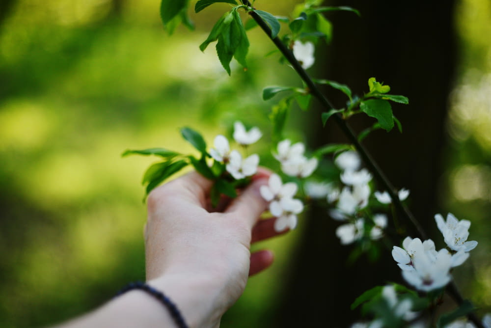 a person holding a branch with white flowers