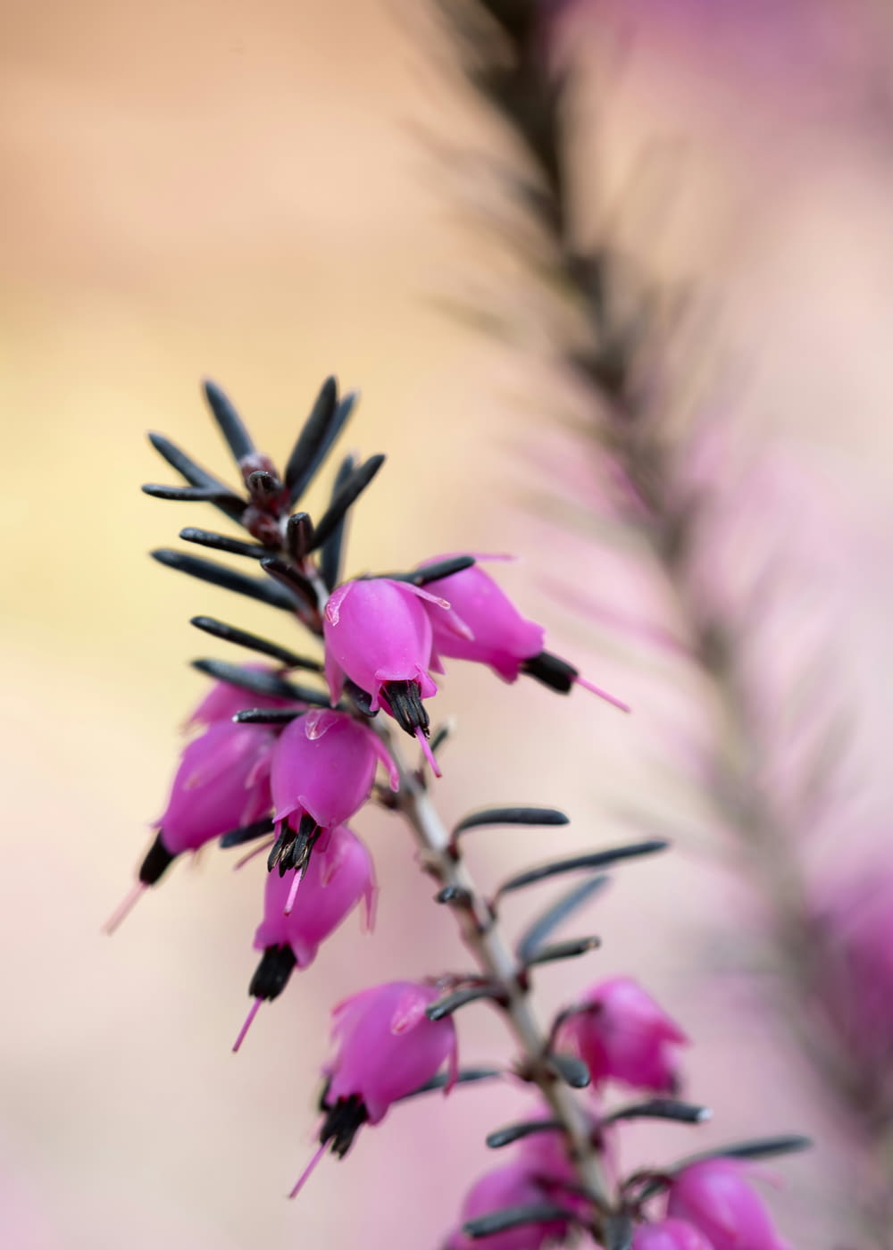 a close up of a plant with purple flowers