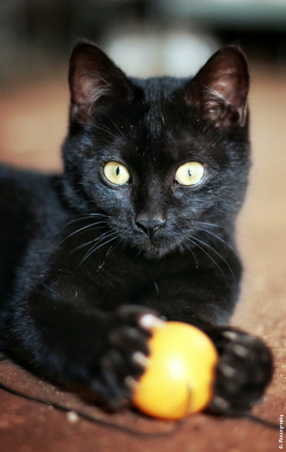a black cat laying on the floor with a toy