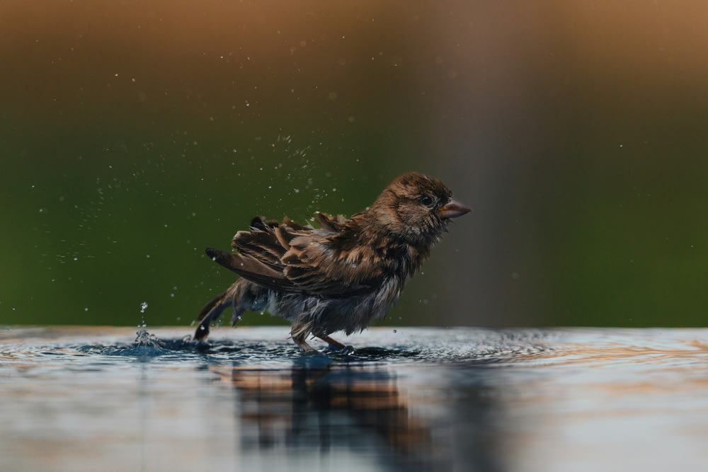 a small bird standing on top of a puddle of water