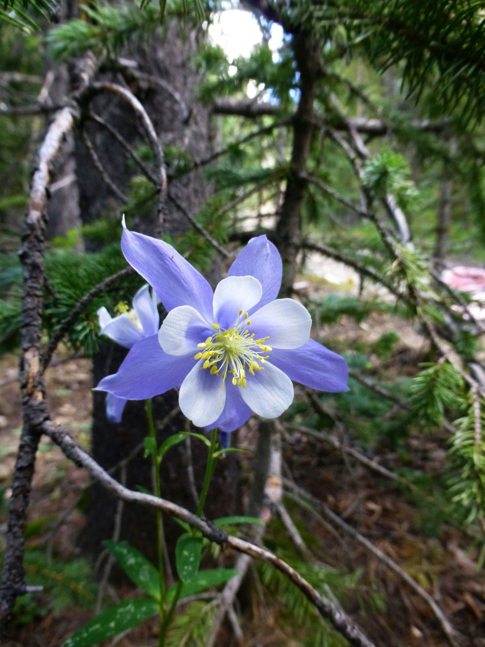 a blue flower in the middle of a forest