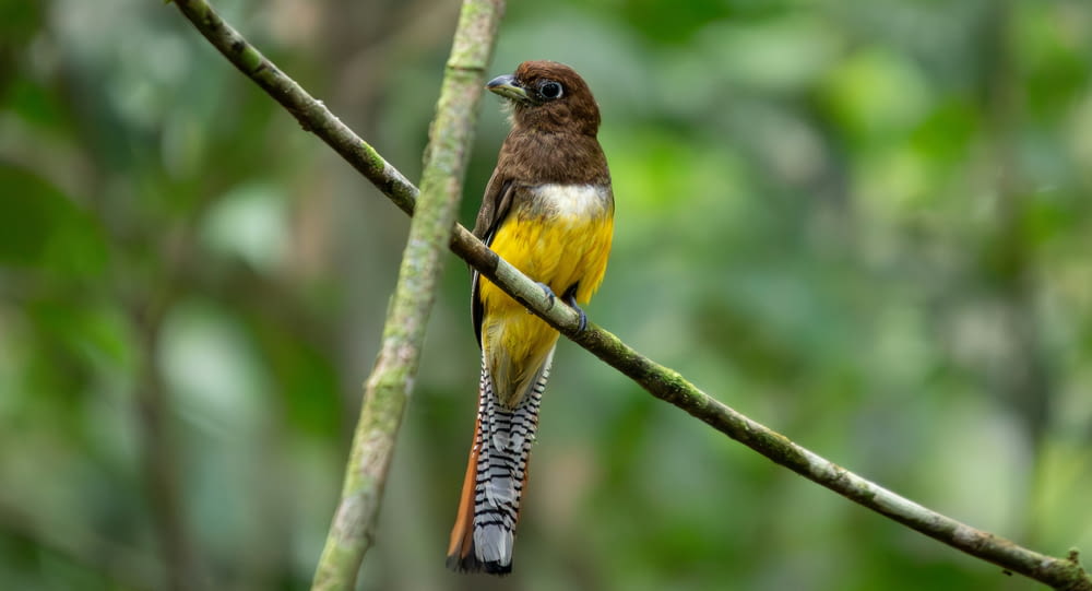 um pássaro amarelo e marrom sentado em um galho de árvore