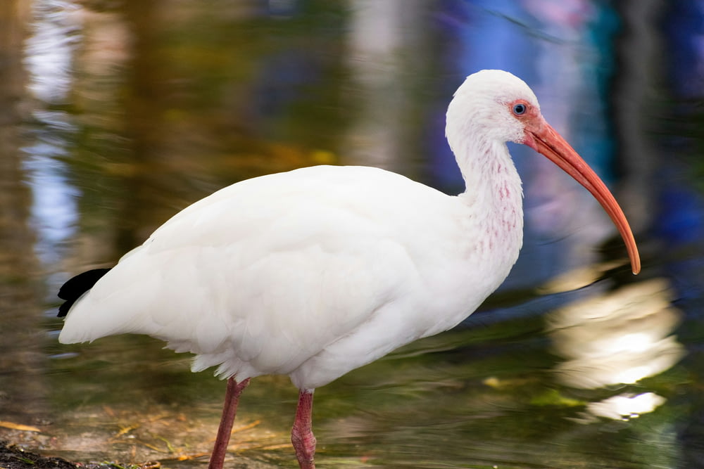 a large white bird with a long red beak