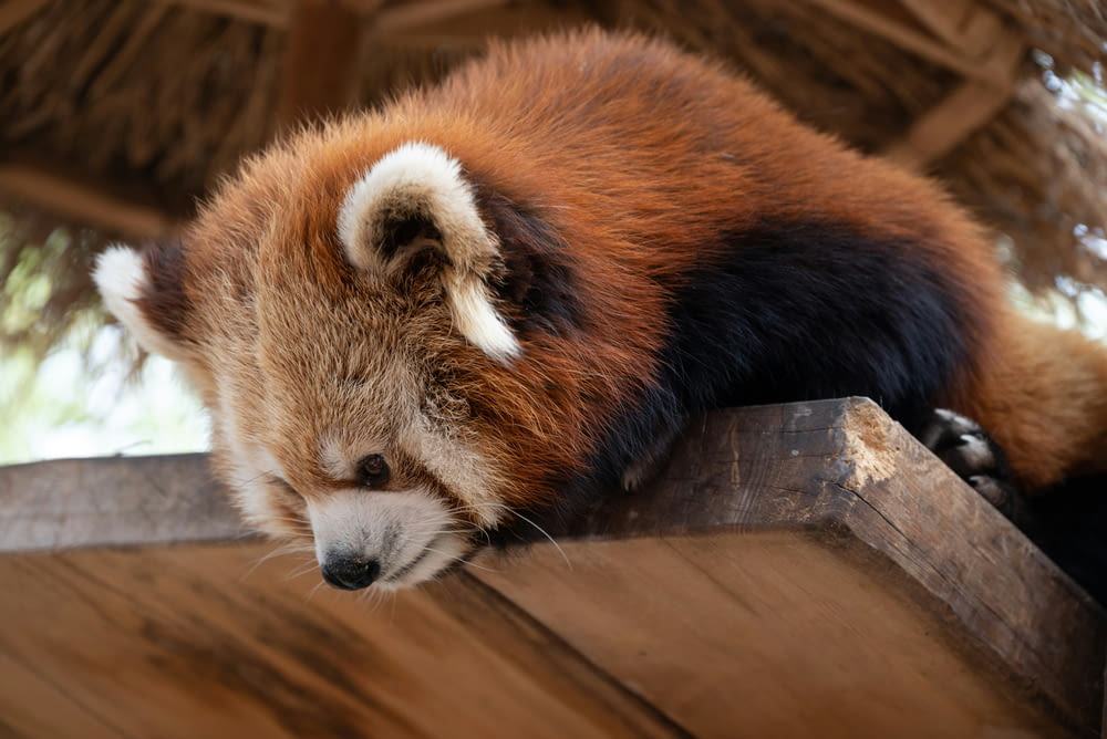 a red panda sleeping on top of a wooden platform