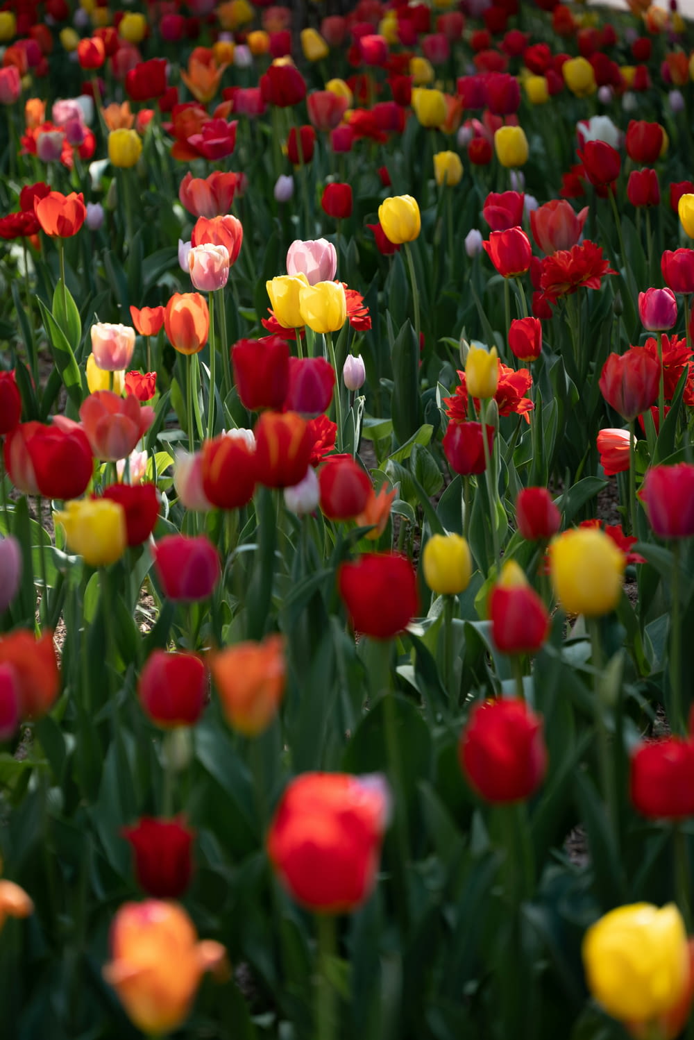 a field of red, yellow, and pink tulips