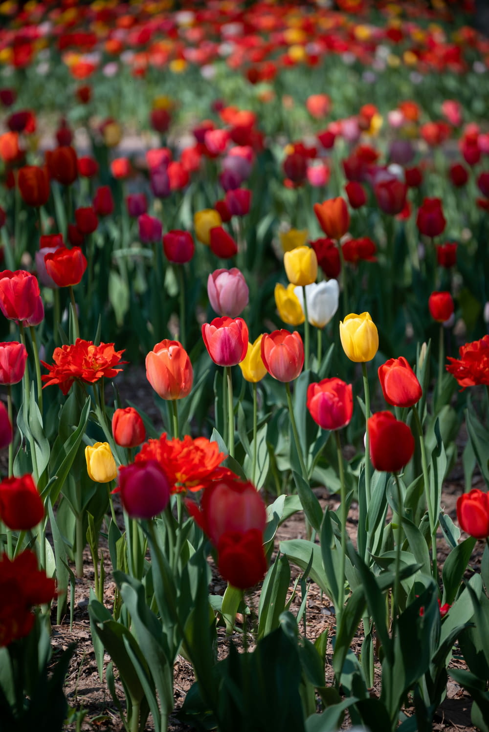 a field full of red, yellow, and white tulips