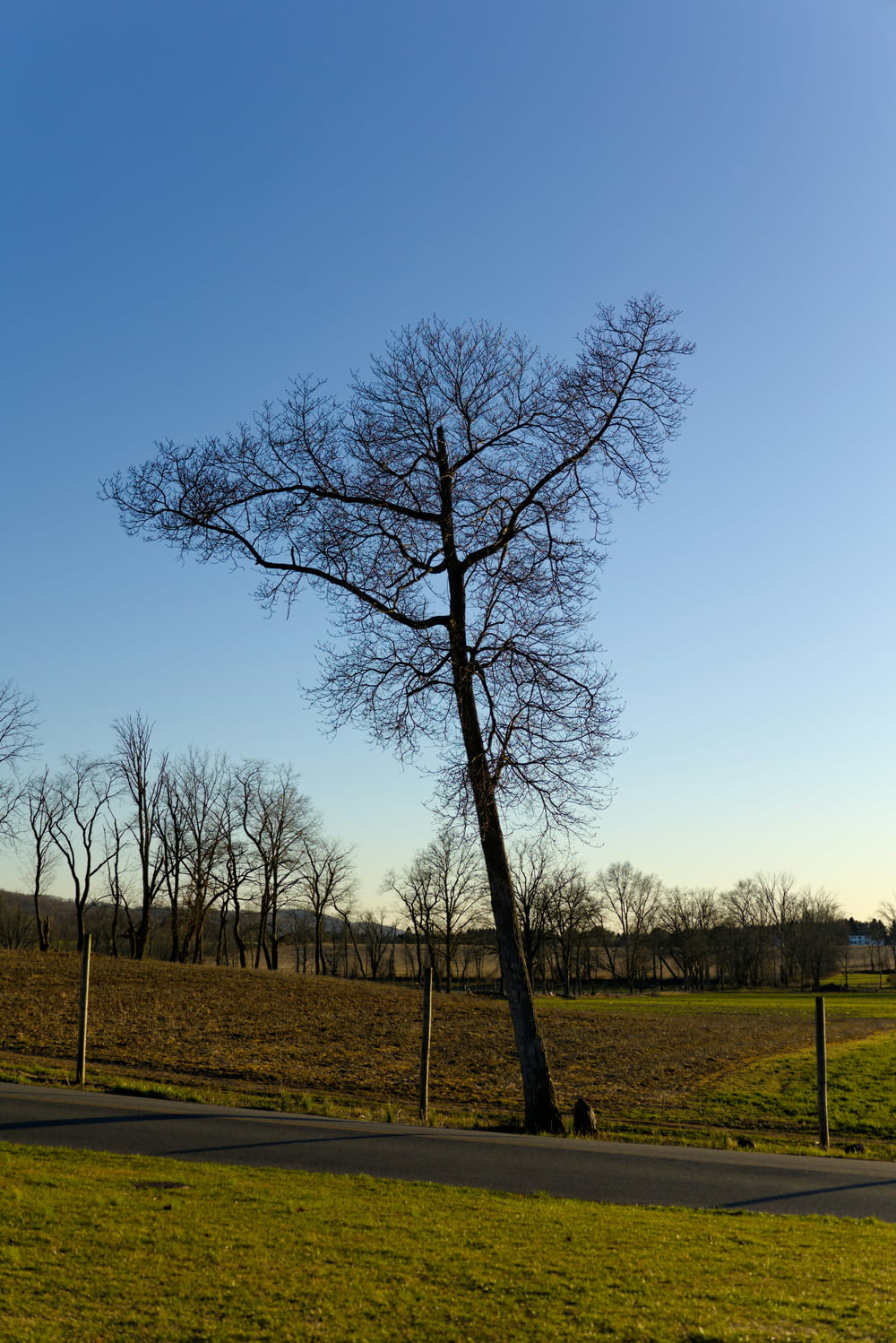a lone tree in the middle of a grassy field