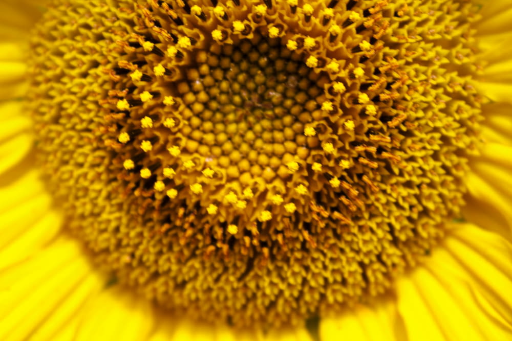 a close up of a yellow sunflower
