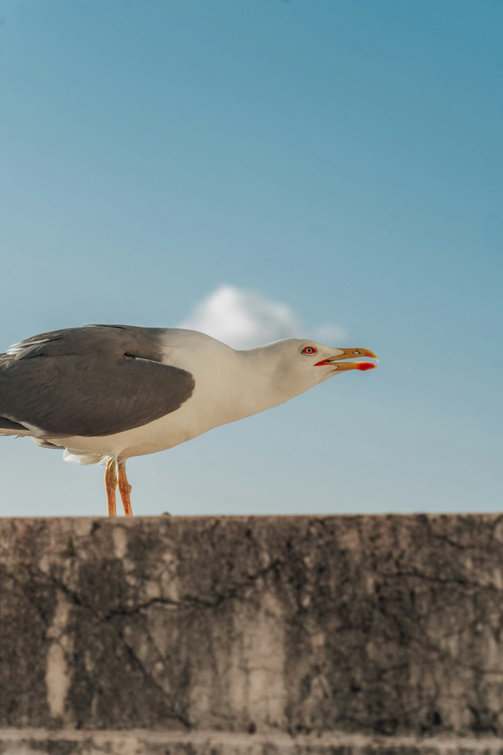 a seagull standing on top of a stone wall