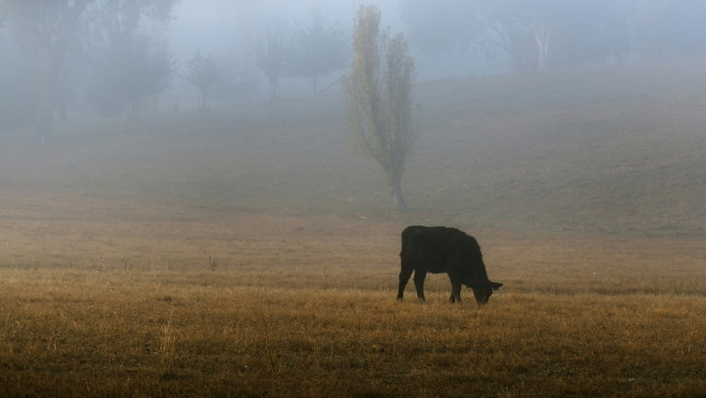 Une vache paît dans un champ par temps brumeux