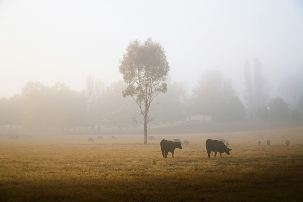 un groupe de vaches paissant dans un champ par temps de brouillard