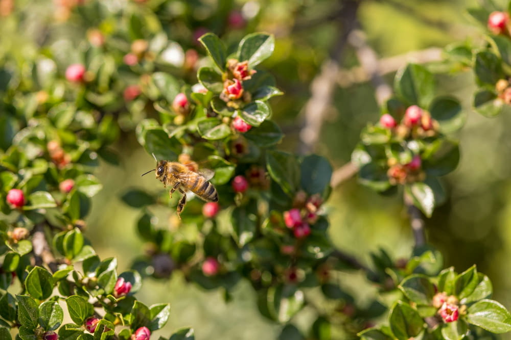 a bee is flying away from a bush full of berries