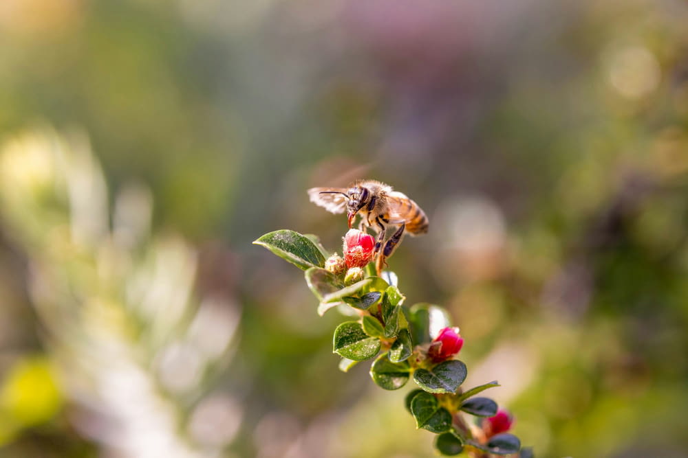 a bee is sitting on a branch with berries