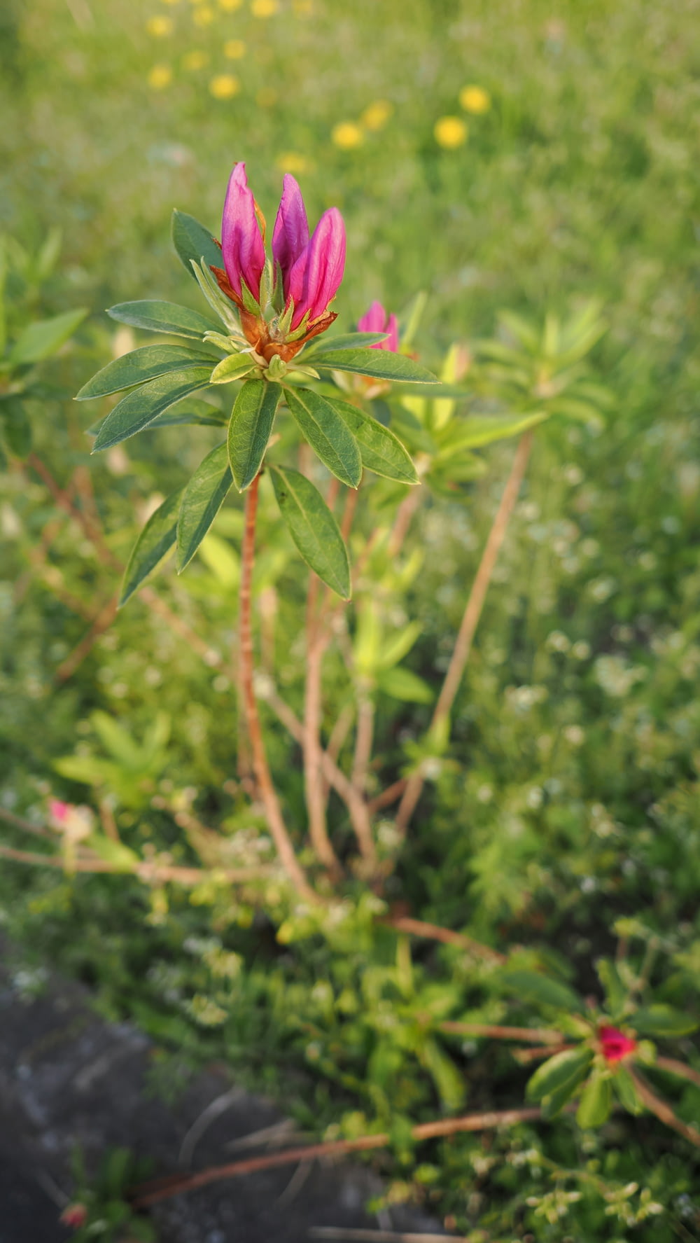 a pink flower in the middle of a green field