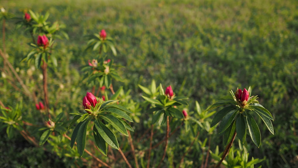 a field of green grass with red flowers