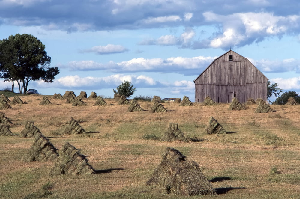 a barn in the middle of a field of hay