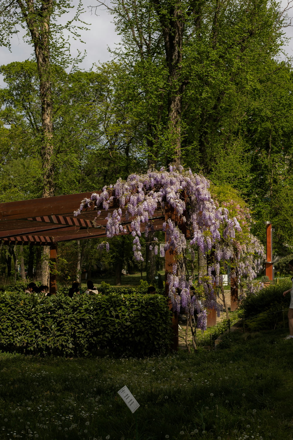 a gazebo covered in purple flowers next to a lush green forest