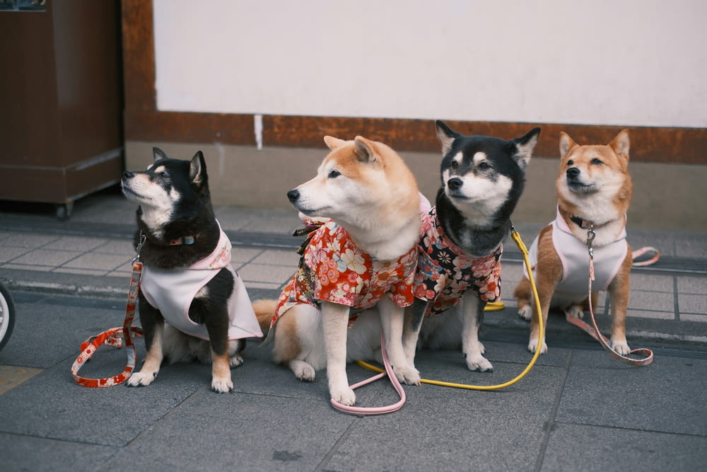 un gruppo di quattro cani seduti uno accanto all'altro