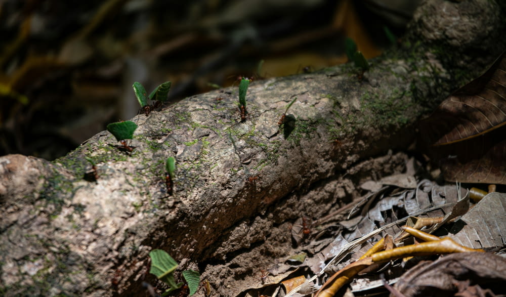 a group of small green bugs crawling on a log