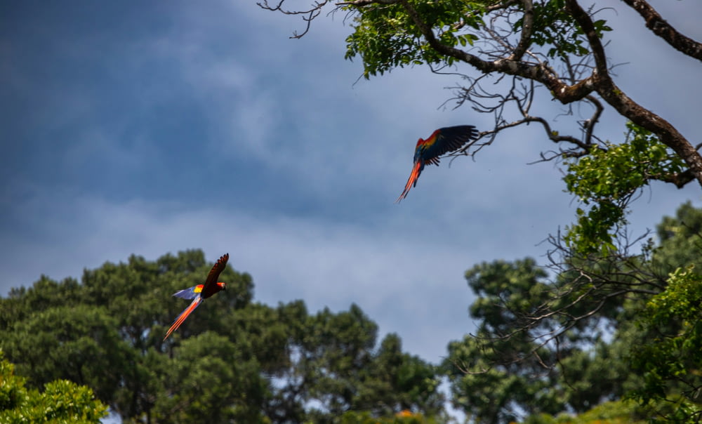 two parrots flying in the air near trees