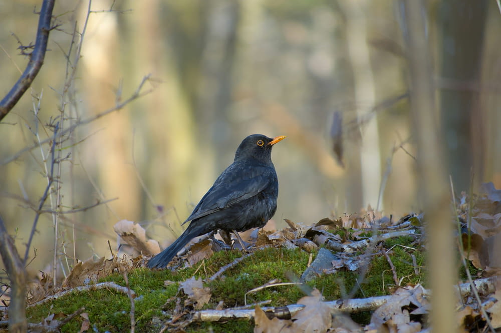 a black bird sitting on top of a moss covered ground