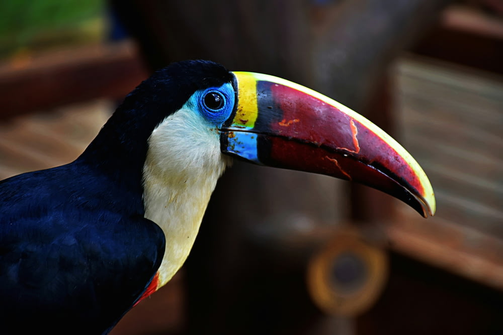 a toucan bird with a colorful beak