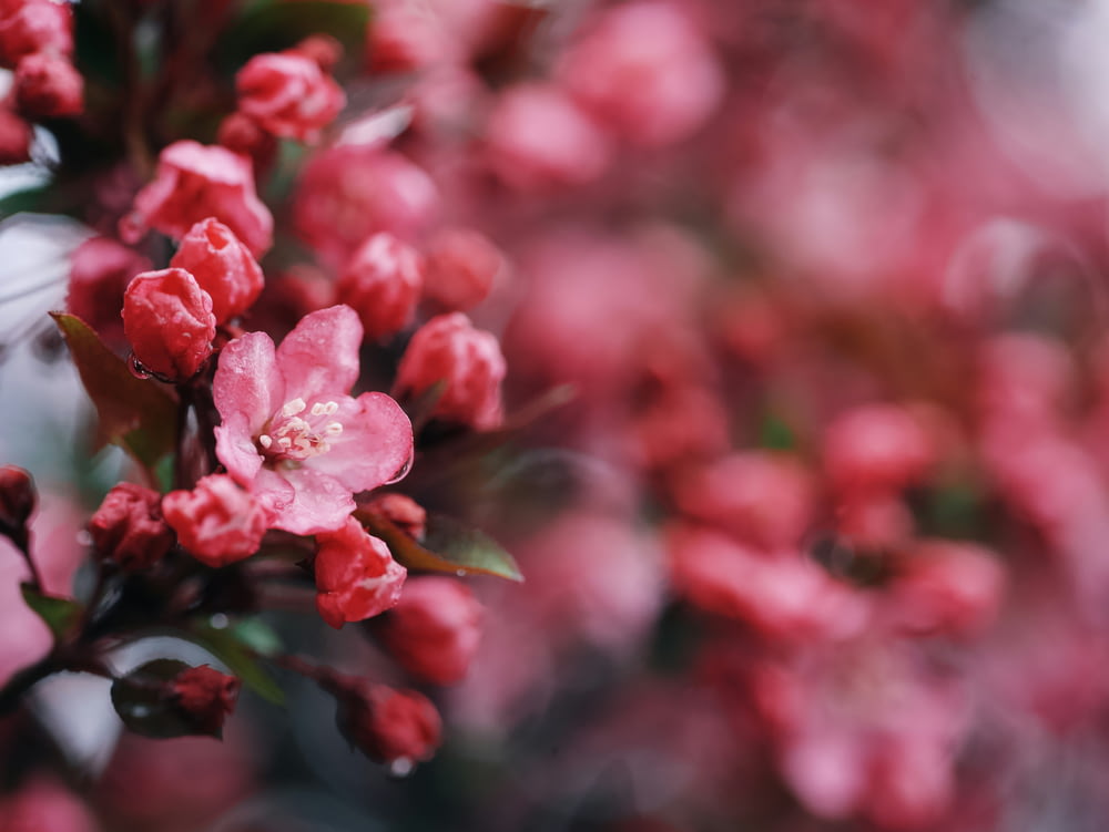 분홍색 꽃 한 다발의 클로즈업