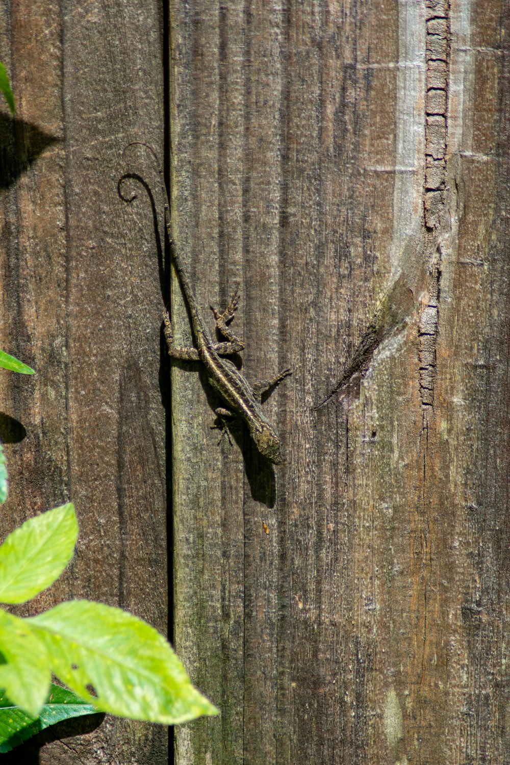 a lizard is climbing up a wooden fence