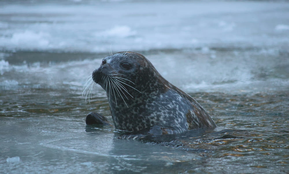 a seal in a body of water with ice on the ground