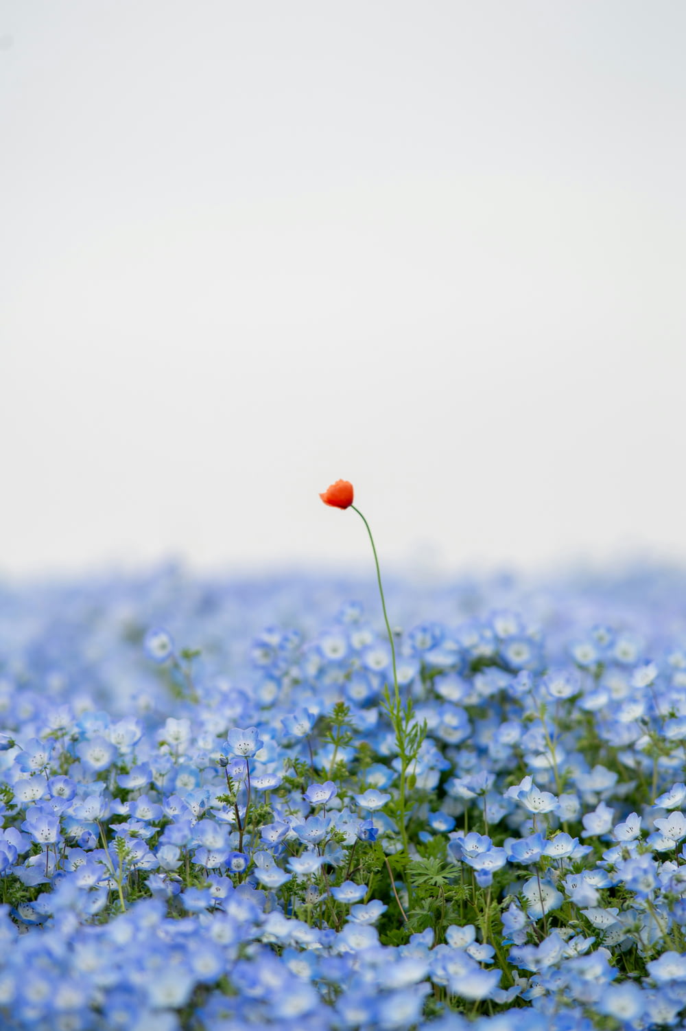 a single red flower in a field of blue flowers