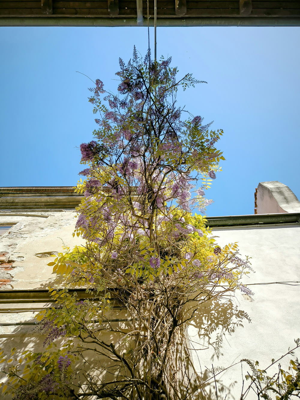 a tree with purple flowers in front of a building