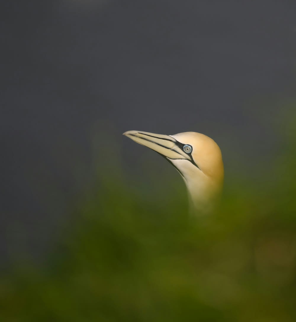 a close up of a bird's head with a blurry background