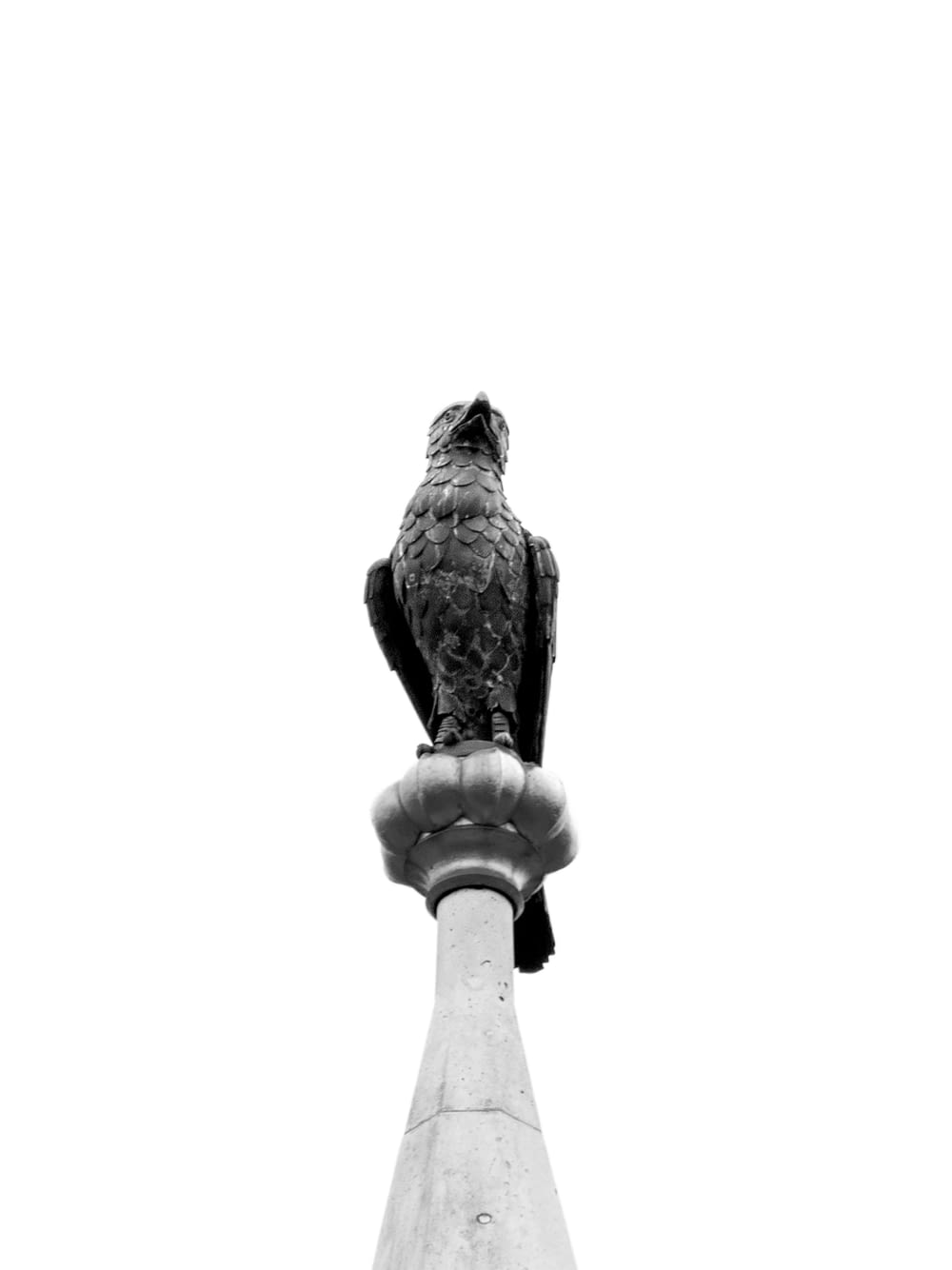 a black and white photo of a bird perched on top of a pole