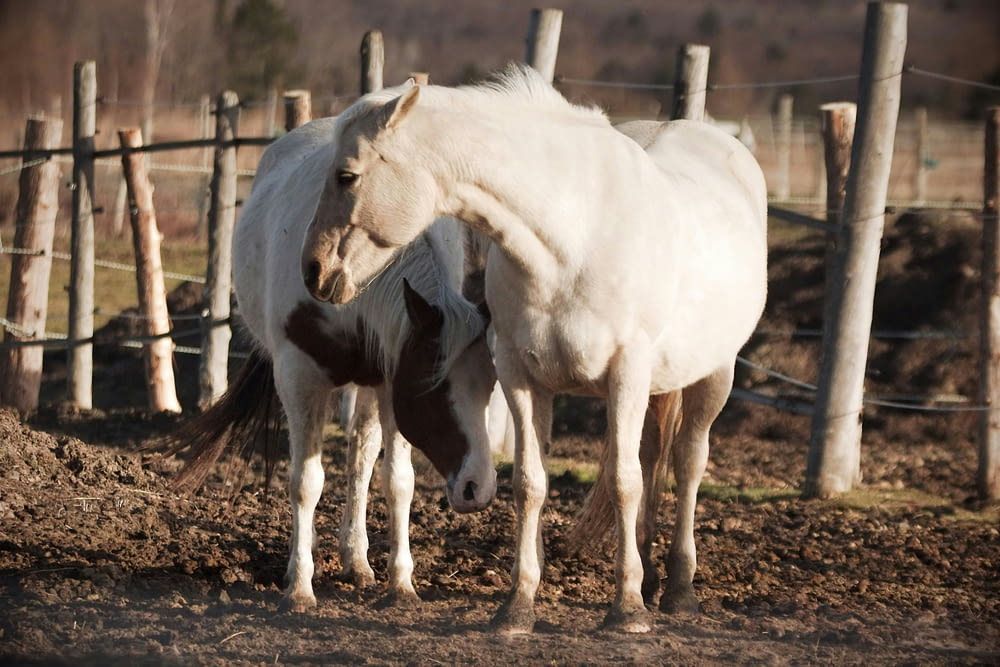 a white horse standing next to a brown horse