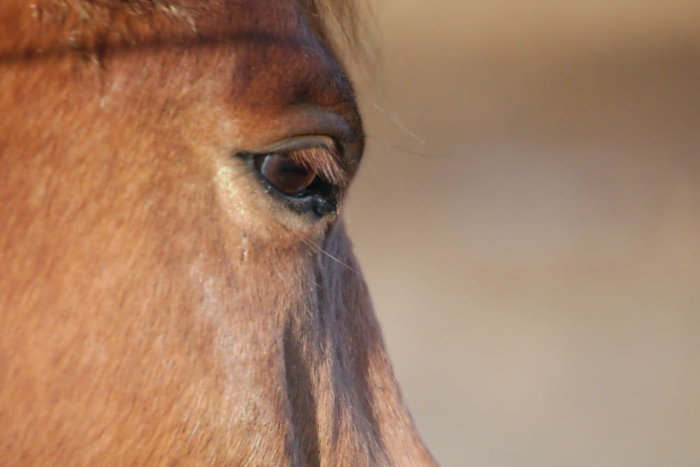 a close up of a horse's eye with a blurry background