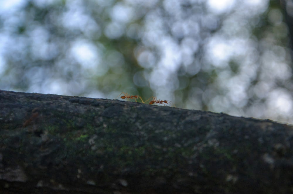 a small insect is standing on a tree branch