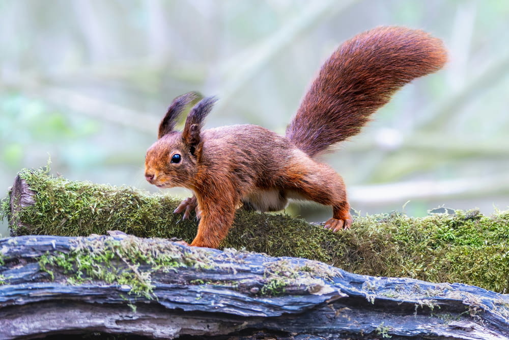 a squirrel is standing on a moss covered log