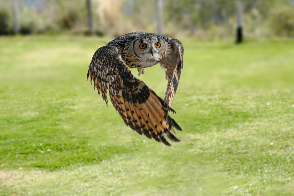 a large owl flying through a lush green field