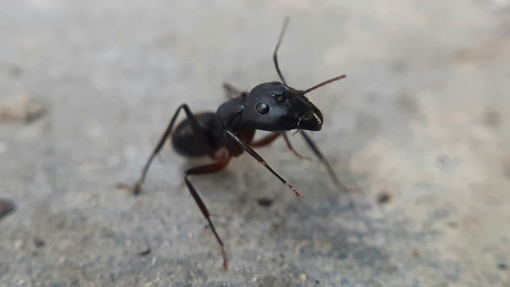 a close up of a black insect on the ground