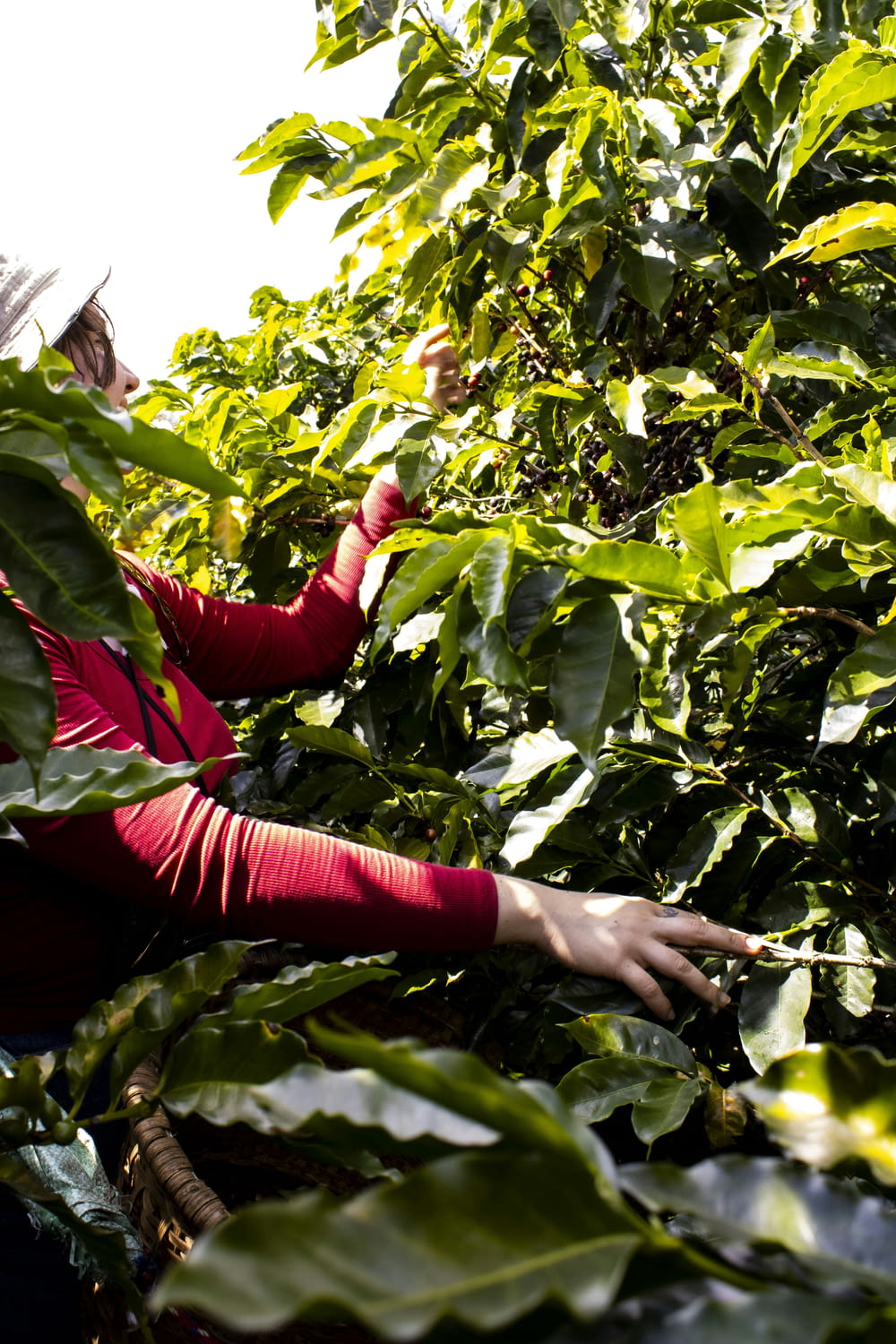 a woman in a red shirt picking leaves off of a tree