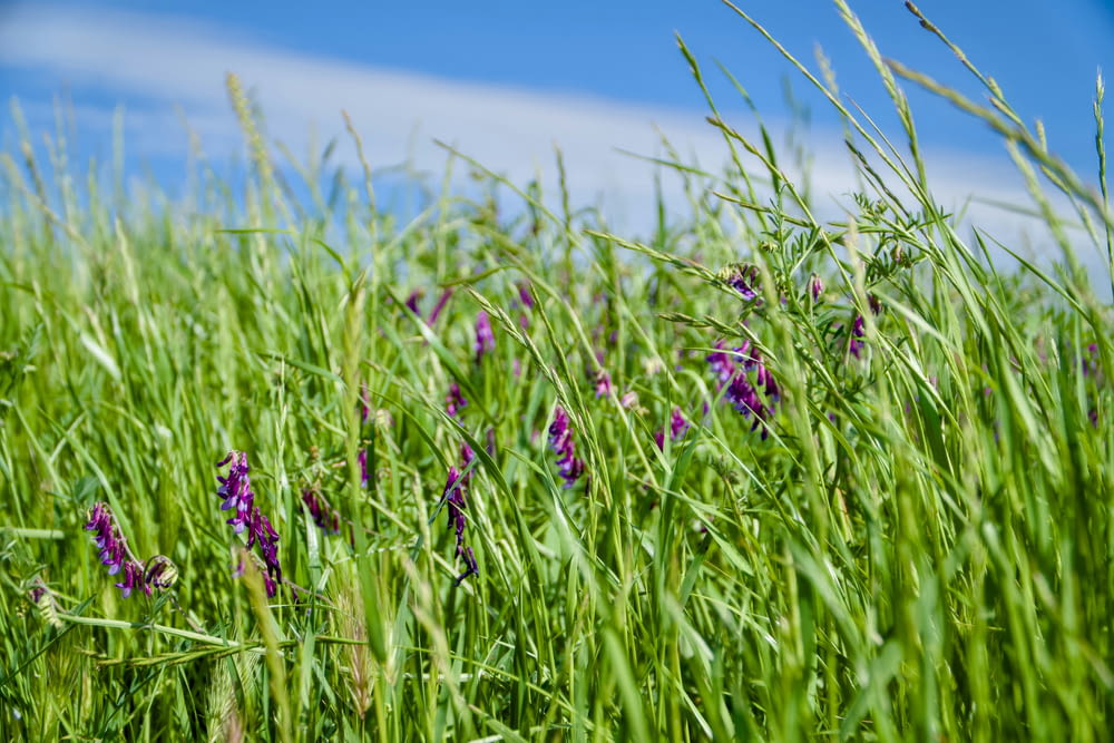 a field of green grass with purple flowers