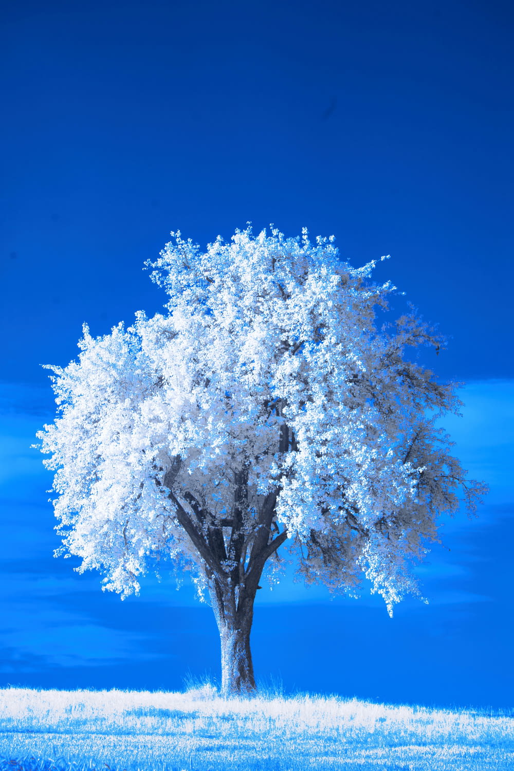 un arbre blanc dans un champ avec un ciel bleu en arrière-plan