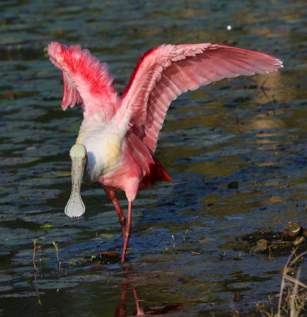 a pink and white bird with a fish in it's mouth